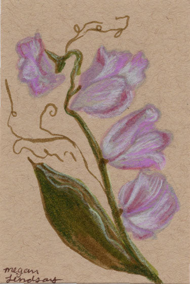 Original Sweet Pea Drawing
