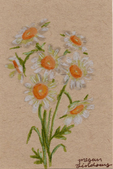 Original Chamomile Drawing