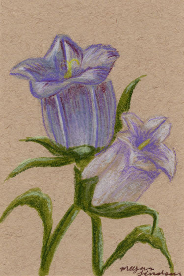Original Bellflower Drawing